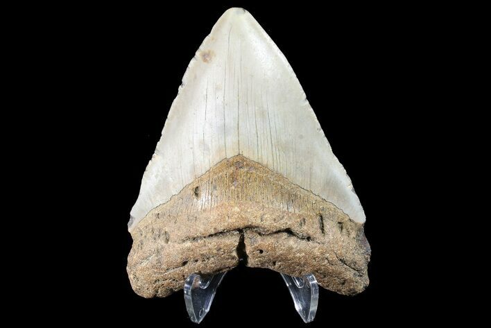 Megalodon Tooth - North Carolina #83968
